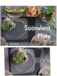 Succulent Plate