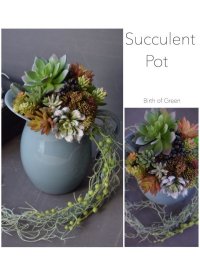 Succulent  Pot