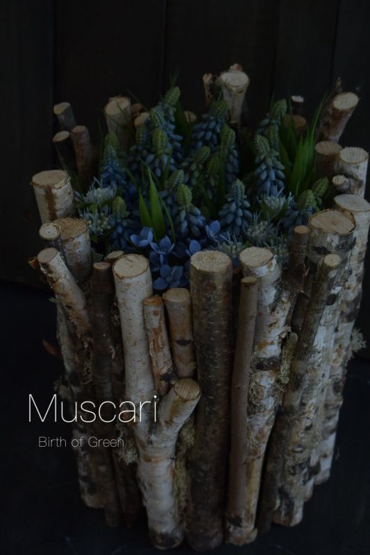 Muscari(Lab Design)